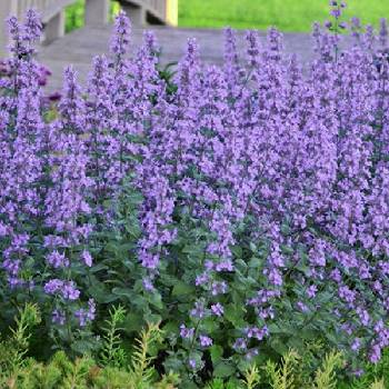 Котовник Nepeta x faassenii ‘Purrsian Blue’